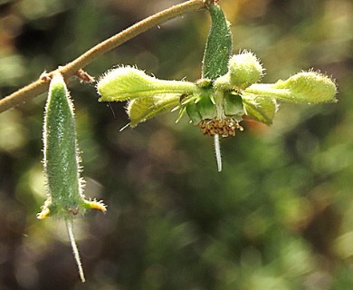 Blumenbachia dissecta