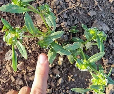 Boopis sessiliflora