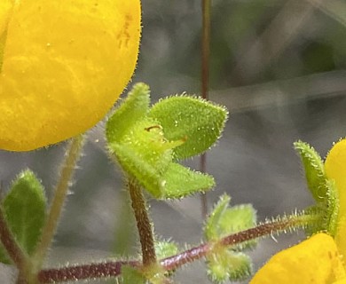 Calceolaria glandulosa