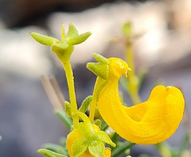 Calceolaria hypericina