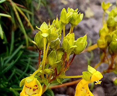 Calceolaria pinifolia