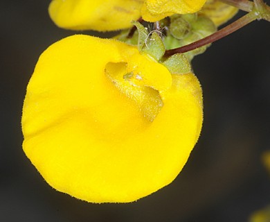 Calceolaria undulata