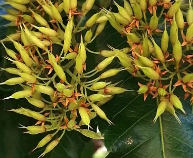 Caldcluvia paniculata