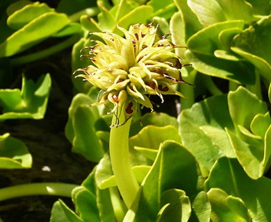 Caltha appendiculata