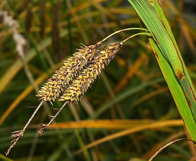 Carex darwinii