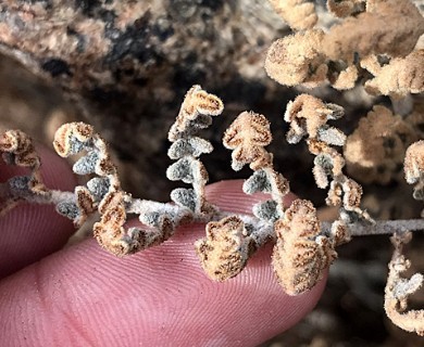 Cheilanthes mollis