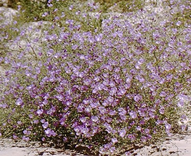Cristaria gracilis
