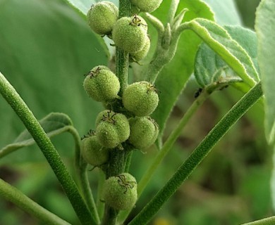 Croton gracilipes