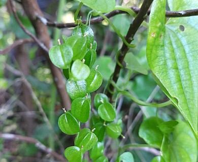 Dioscorea variifolia