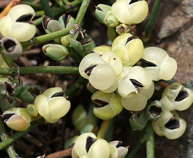 Ephedra chilensis