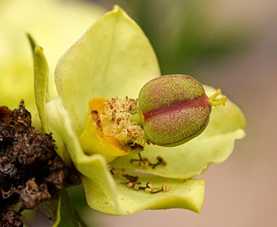 Euphorbia lactiflua