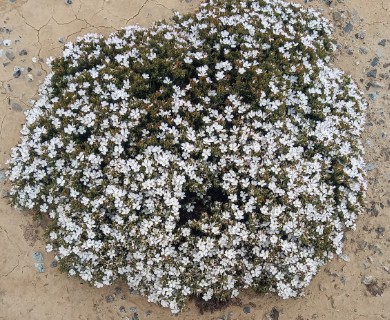 Frankenia chilensis