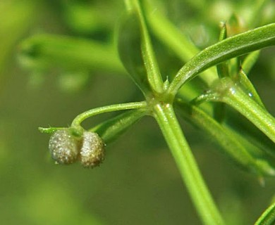 Galium richardianum