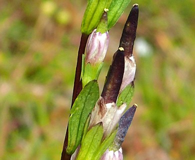 Gentianella magellanica