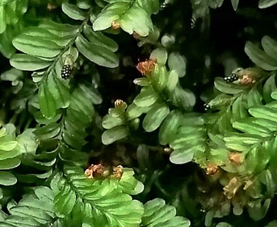 Hymenophyllum caespitosum