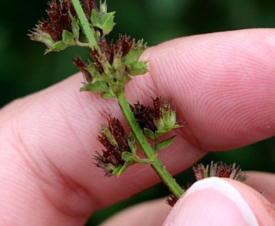 Hyptis mutabilis
