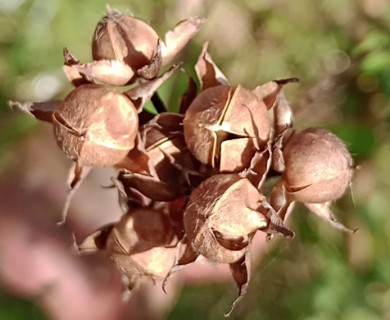 Ipomoea grandifolia