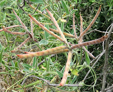 Lathyrus pubescens