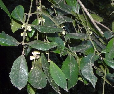 Laureliopsis philippiana