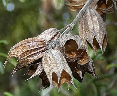 Lepechinia chilensis
