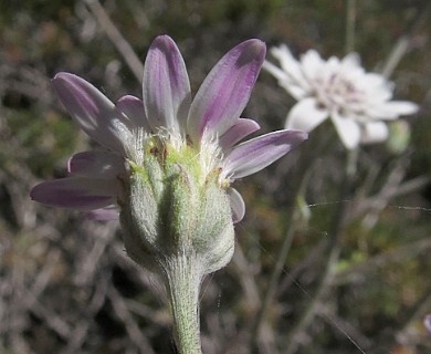 Leucheria lithospermifolia