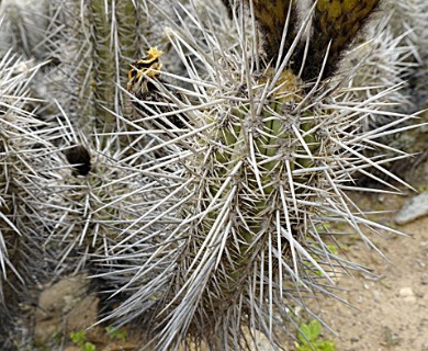 Leucostele deserticola