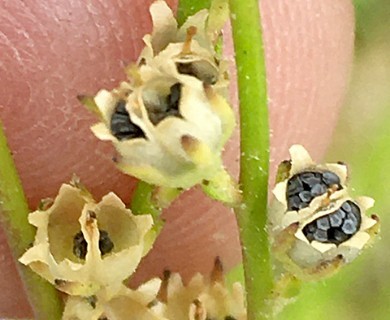 Linaria canadensis