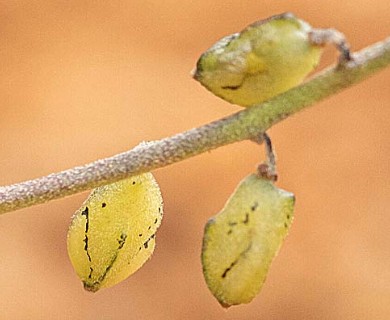 Monnina linearifolia