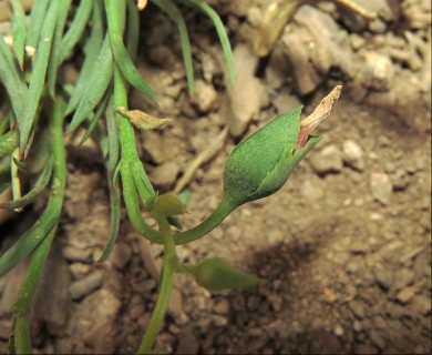 Montiopsis andicola
