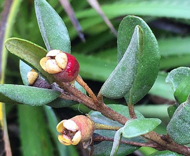 Myrceugenia correifolia