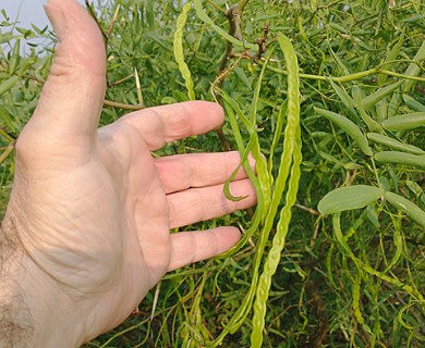 Neltuma ruscifolia