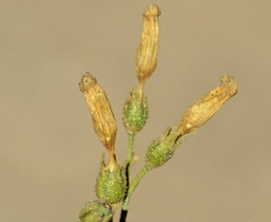 Nicotiana petunioides
