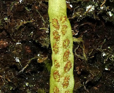 Notogrammitis angustifolia
