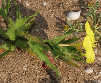 Oenothera coquimbensis