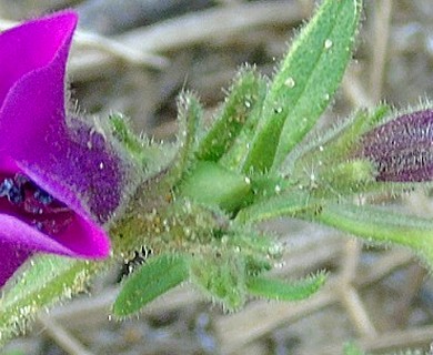 Petunia integrifolia