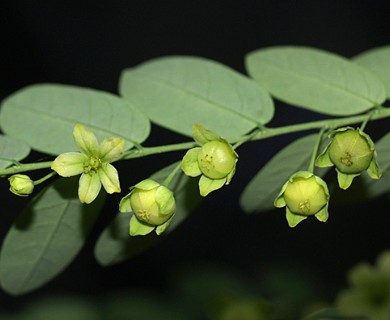 Phyllanthus niruri