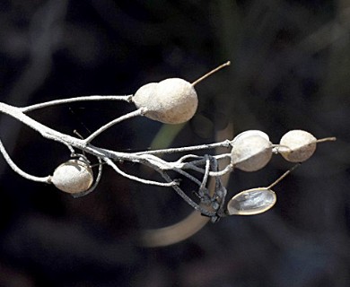 Physaria mendocina
