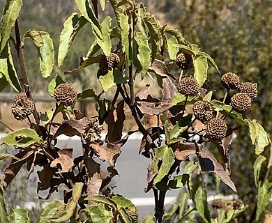Podanthus mitiqui