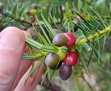 Podocarpus nubigenus