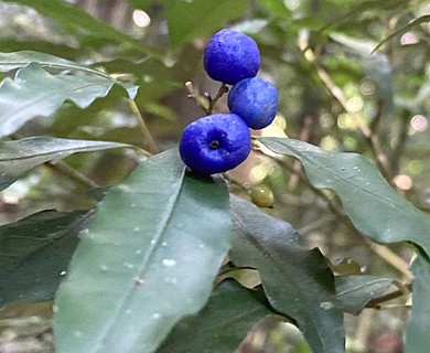 Psychotria leiocarpa