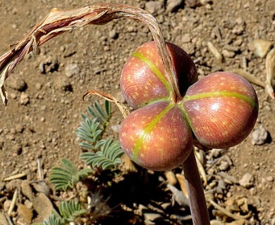 Rhodolirium montanum