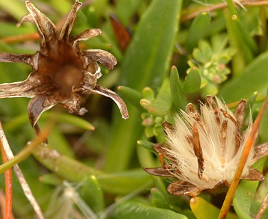 Rockhausenia pygmaea