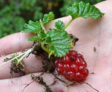 Rubus geoides