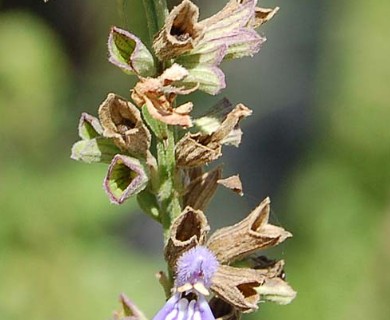 Salvia pallida