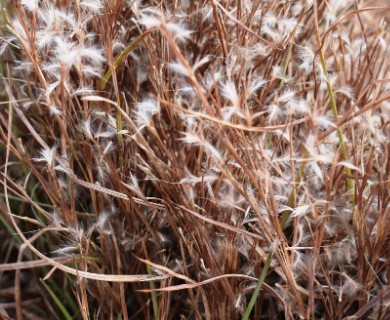 Schizachyrium spicatum