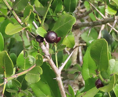 Scutia buxifolia