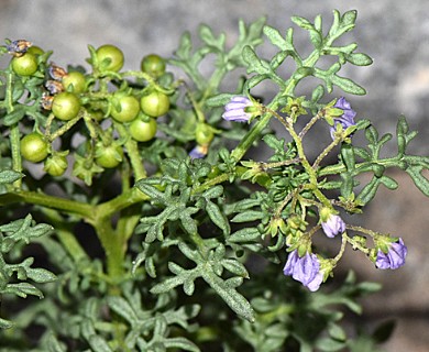 Solanum brachyantherum