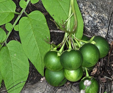 Solanum chacoense