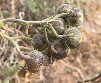 Solanum chilense