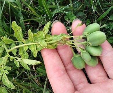 Solanum commersonii